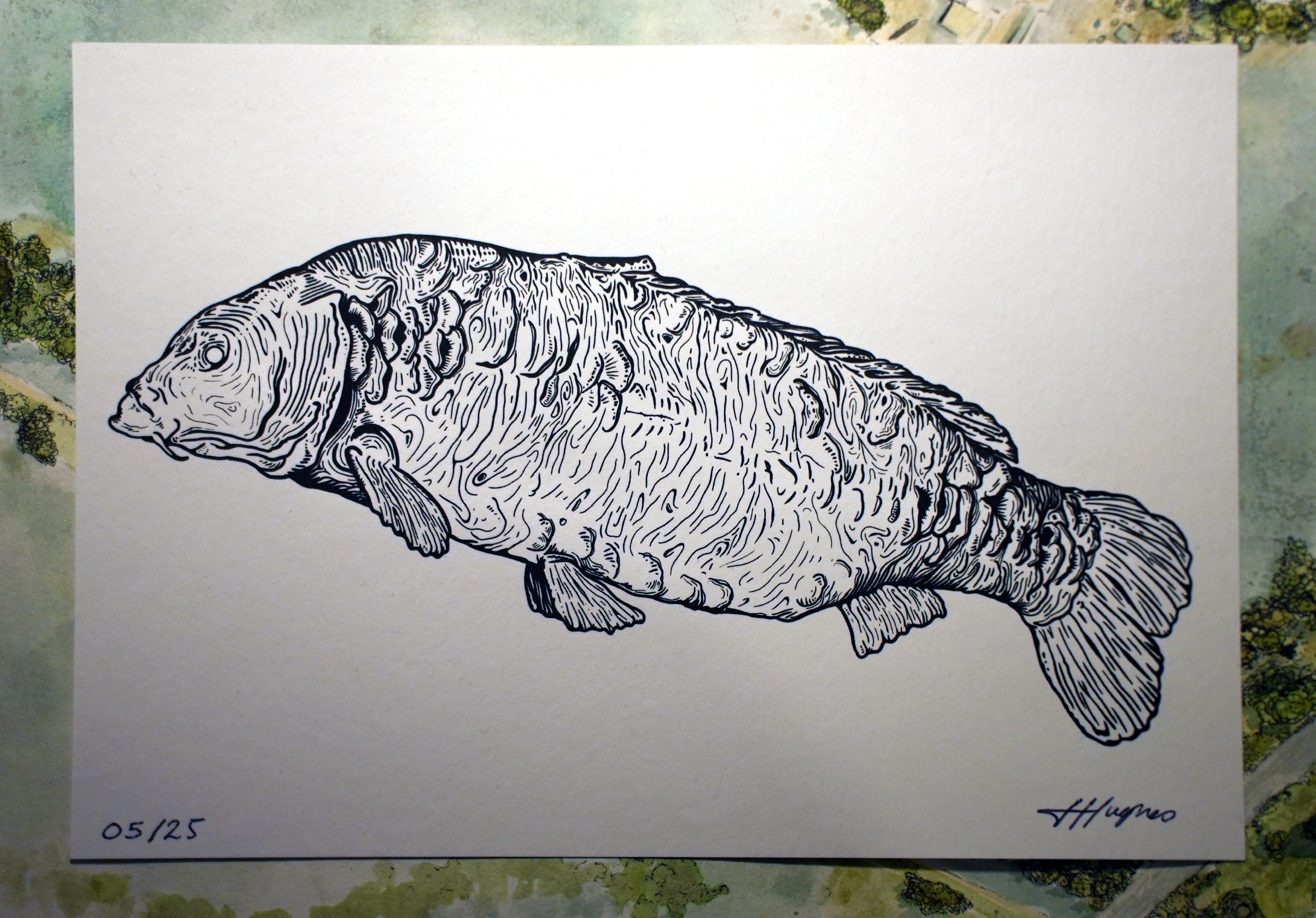 Trippy Leney Carp Drawing - Limited Edition Print /25